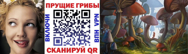 Псилоцибиновые грибы Psilocybe Змеиногорск